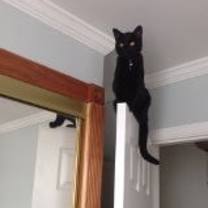 Thumbnail photo of Dexter/ dog alike personality #2