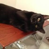 Thumbnail photo of Dexter/ dog alike personality #3