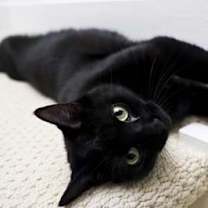 Thumbnail photo of Blackie - sociable lap cat #1