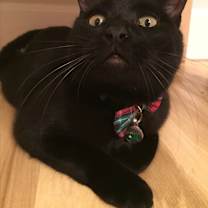 Thumbnail photo of OZZY/dog alike/smart, curious #3