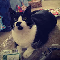 Thumbnail photo of DOMINO prefers single cat home #1