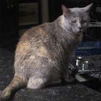 Thumbnail photo of Sioux #1