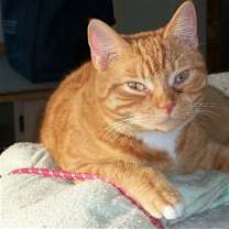 Thumbnail photo of Jasper #1