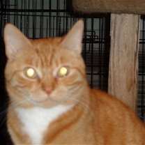 Thumbnail photo of Jasper #2