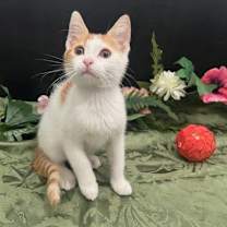 Thumbnail photo of ADOPTION-Read First #3
