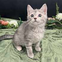 Thumbnail photo of ADOPTION-Read First #4