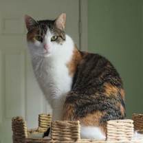 Thumbnail photo of Molly/affectionate, funny #1