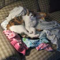Thumbnail photo of Molly/affectionate, funny #3