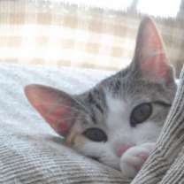 Thumbnail photo of Molly/affectionate, funny #2