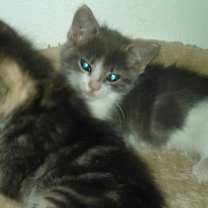 Thumbnail photo of Legs #2