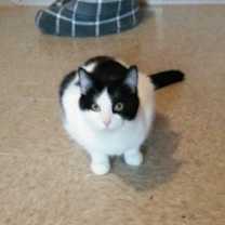Thumbnail photo of Bettis #2