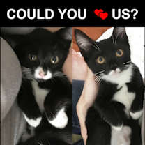 Thumbnail photo of FOSTER / ADOPT Purry LOVE BUGS #4