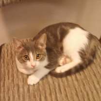 Thumbnail photo of Legs #1