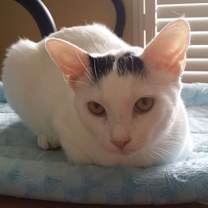 Thumbnail photo of Fluffy  #1