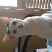 Thumbnail photo of Fluffy  #2