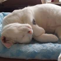 Thumbnail photo of Fluffy  #3