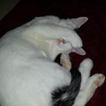 Thumbnail photo of Fluffy  #4