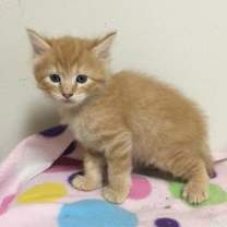 Thumbnail photo of Peach #4