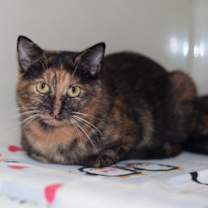 Thumbnail photo of Mayble/Mabel #2