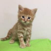 Thumbnail photo of Nemo #3
