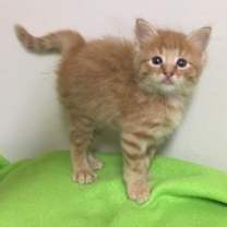 Thumbnail photo of Nemo #4