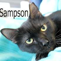 Thumbnail photo of Sampson #2