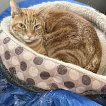 Thumbnail photo of Rusty #1