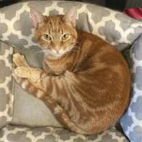 Thumbnail photo of Rusty #2