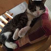 Thumbnail photo of Magnolia/ loves belly rubs #3