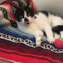 Thumbnail photo of Reese Cup/affectionate lap cat #1