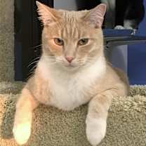 Thumbnail photo of Beamer #1