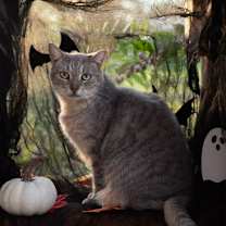 Thumbnail photo of MISTY BLU #1