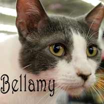 Thumbnail photo of Bellamy #1