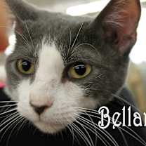 Thumbnail photo of Bellamy #2