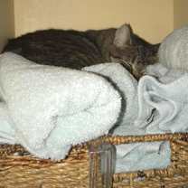 Thumbnail photo of Paisley #2