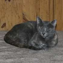 Thumbnail photo of Hollar Back Girl #1