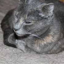 Thumbnail photo of Hollar Back Girl #3