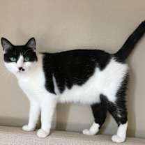 Thumbnail photo of Sheena #2