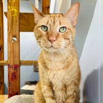 Thumbnail photo of Farley #3