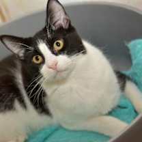 Thumbnail photo of Moo Moo #2