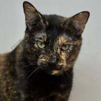 Thumbnail photo of Pixel #1