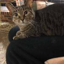 Thumbnail photo of Abby #1