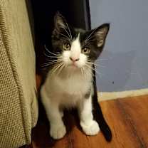 Thumbnail photo of Jon Snow #4