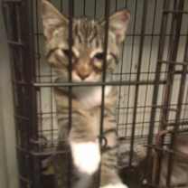 Thumbnail photo of Posie #2