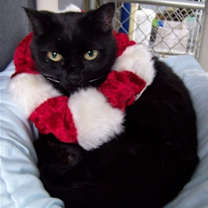 Thumbnail photo of Collette #1