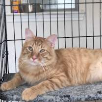 Thumbnail photo of Nemo #2