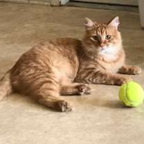 Thumbnail photo of Nemo #1