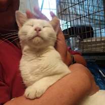 Thumbnail photo of Marshmallow #1