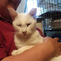 Thumbnail photo of Marshmallow #2