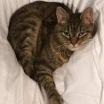 Thumbnail photo of Callie LAP CAT #2